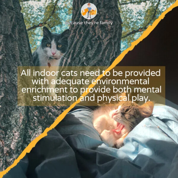 Indoor vs Outdoor Cats Which is Best for Your Cat Our Pet s Health